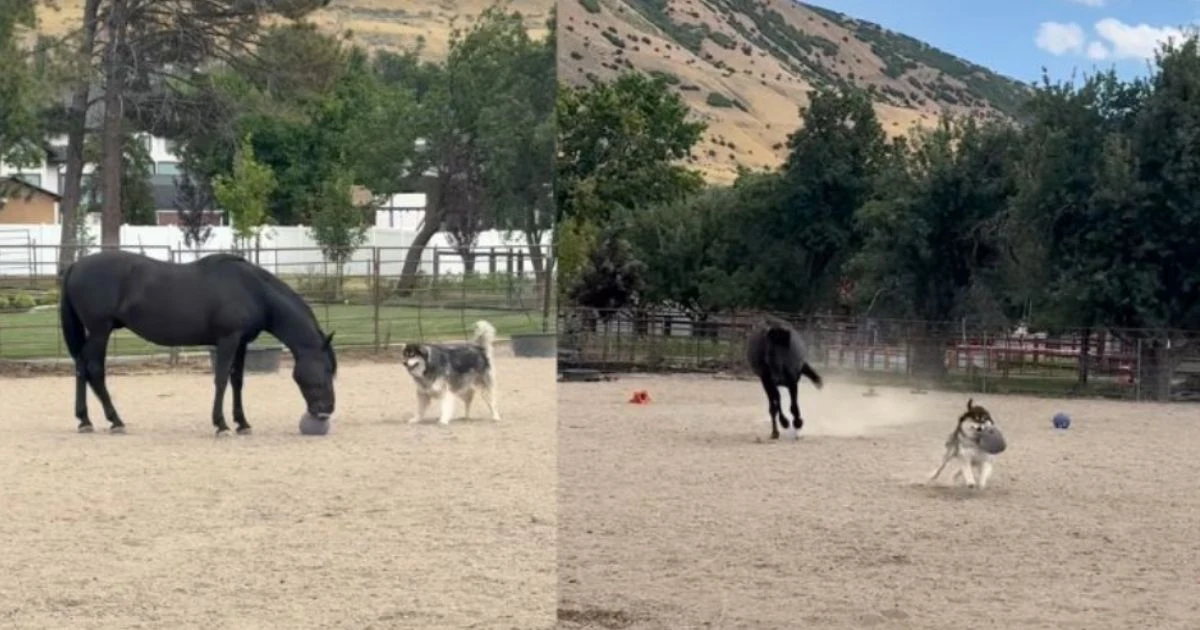 Cavalo aprende a jogar bola para cachorrinho buscar e a amizade deles encanta as redes: vídeo