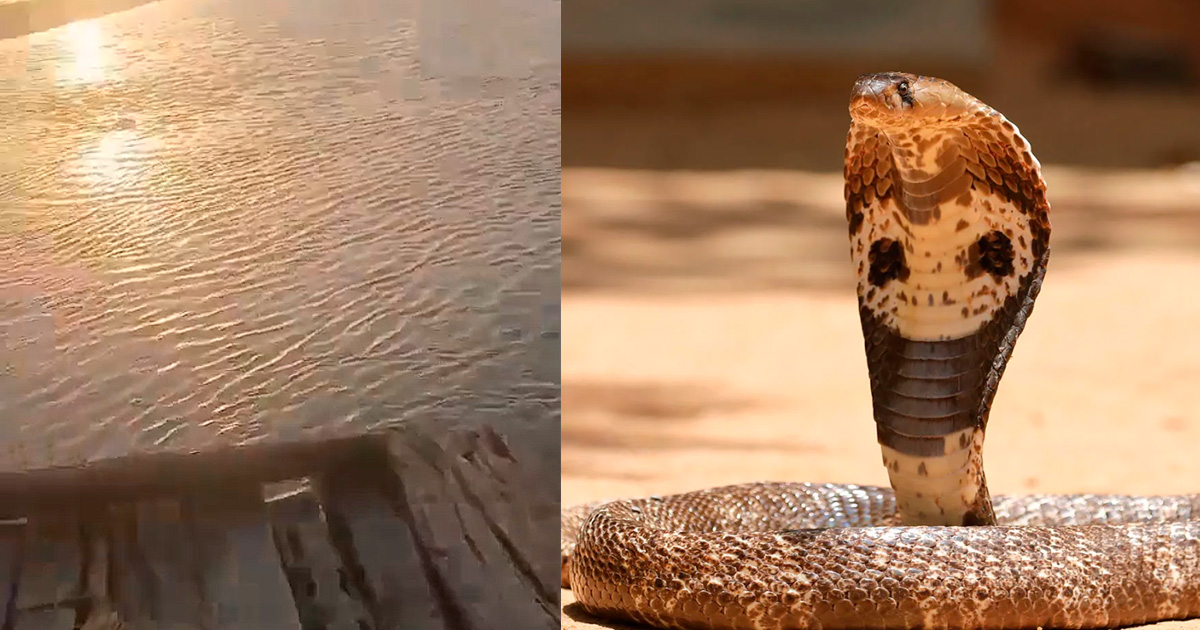 Criança é mordida por cobra, não levam para o hospital, mergulham ele por 12 horas no rio Ganges e ele "vai de arrasta"
