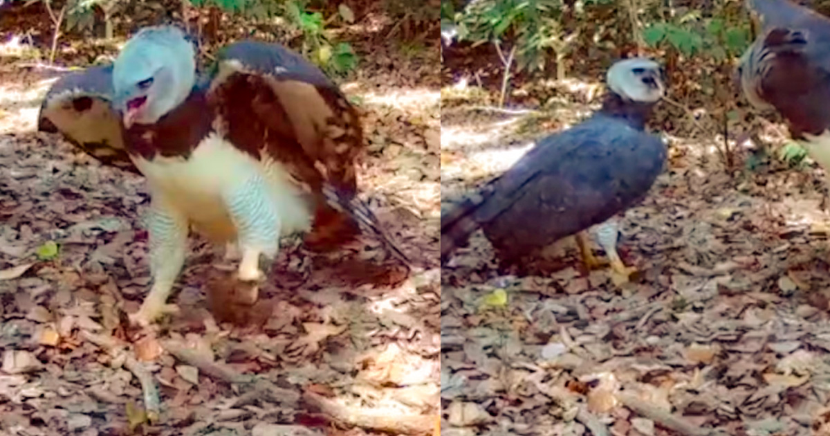 Maior águia das Américas: casal de harpias é registrado em área de mata em Sinop
