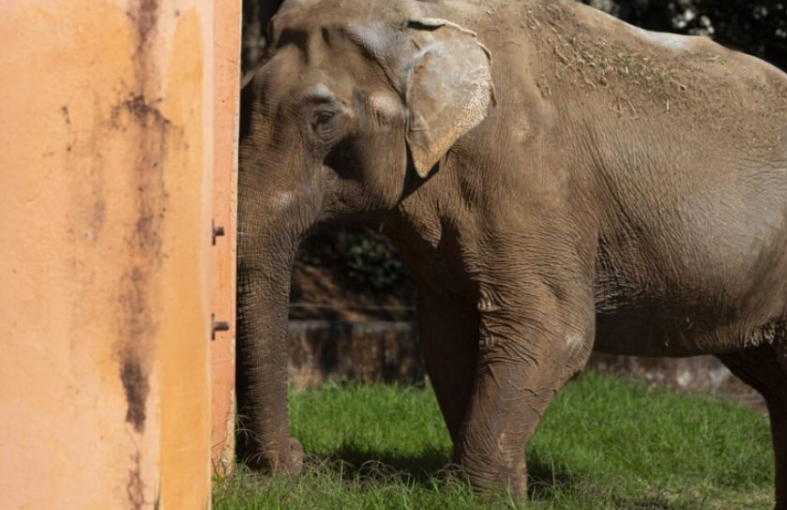 Após dois dias de viagem, elefante Sandro chega a santuário em MT
